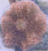 Ricordea sp.