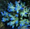 Acropora tenuis by kevinpo in SPS Corals