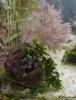 Urchin with Xenia by kevinpo in Crabs, Snails, Worms, etc.