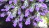 Acropora valida - Comments: 5