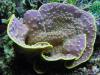 Turbinaria reniformis