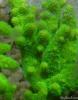 Acropora florida macro by kevinpo in SPS Corals
