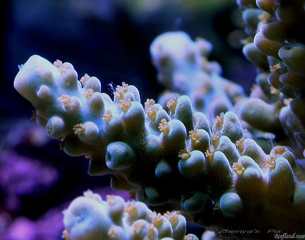 Hydriods on new coral and how to remove Reef Central Online Community