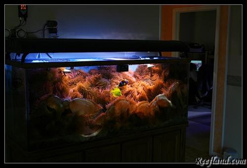 What Happens When An Anemone Dies Reef Central Online Community