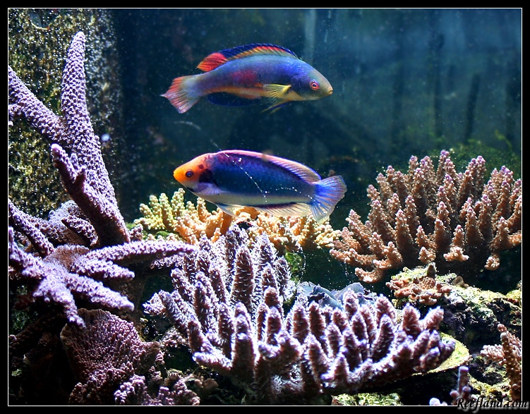 Solar Fairy Wrasse/Clown Fairy Wrasse The Reef Tank