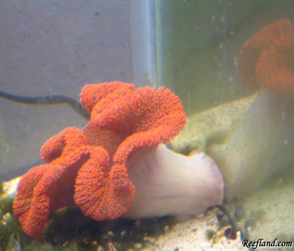 carpet anemone by rookie in Anemones