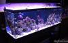 125gal. FOWLR -   Views: 4219
