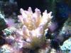 Acro #10 by dougc in SPS Corals