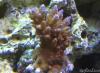 Acro from Sean by dougc in SPS Corals