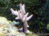 ORA Miami Orchid by dougc in SPS Corals