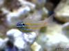 Cardinal - Apogon cyanosoma by dougc in Reef Fish