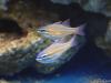 Pair of Apogon cyanosoma by dougc in Reef Fish