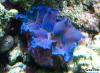 Crocea clam by dougc in Clams