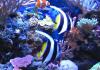 heniochus diphreutes by dougc in Reef Fish