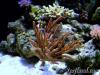 Muricea elongata by dougc in Member Galleries