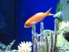 Anthias by dougc in Reef Fish