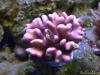 Another stylophora by dougc in SPS Corals