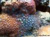 Zoanthids by dougc in SPS Corals