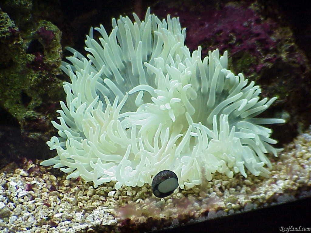 Sebae Anemone, Long Tentacle Reefland Photo Gallery