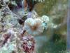 Candy Coral Splitting by Samper in LPS Corals