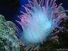 Rose Anemone by Samper in Anemones