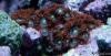 RBZoas by MyLittleOcean in Soft Corals