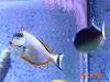 naso tang by charlie in Reef Fish