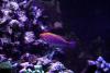IMG_1884 by charlie in Reef Fish