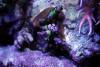 IMG_2659 by charlie in SPS Corals