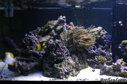 IMG_6036.JPG by charlie in Full Tanks