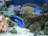 Chralie & Dory the Two Regal Tangs by samsreef in Reef Fish