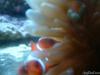 Maroon Clown & Anemone by samsreef in Member Galleries