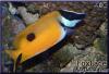 Foxface by samsreef in Reef Fish