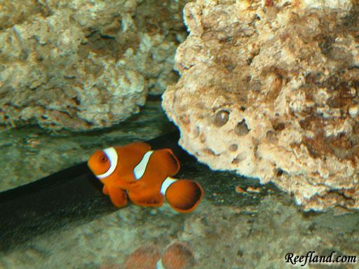 Maroon Clownfish by samsreef in Reef Fish