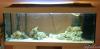 400l Tank May 04 by samsreef in Full Tanks