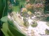 Fat-Daddy-Sailfin_rock_blee by mickey57 in Member Galleries