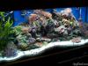 Reef Tank -   Views: 4289