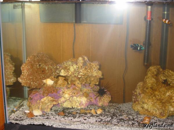 55g1 by sweetrav18 in Full Tanks