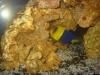 bicolor_angel by sweetrav18 in Reef Fish