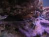 cleaner_shrimp by sweetrav18 in Crabs, Snails, Worms, etc.