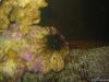 sea_urchin by sweetrav18 in Crabs, Snails, Worms, etc.