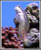 Lawnmower Blenny