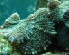 Blue-Green Mushrooms by CSeaSee in Soft Corals