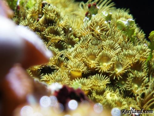 Half-Open Yellow Polyps by CSeaSee in Soft Corals