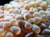 Hammer Polyps by CSeaSee in LPS Corals