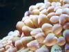 More Hammer Polyps by CSeaSee in LPS Corals