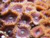 Button Polyps by CSeaSee in Best of the Best