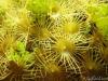 Yellow polyps and some Halimeda by CSeaSee in Best of the Best