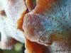 Corallimorpharians by CSeaSee in Soft Corals