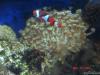 perc hosting goni by veen in LPS Corals